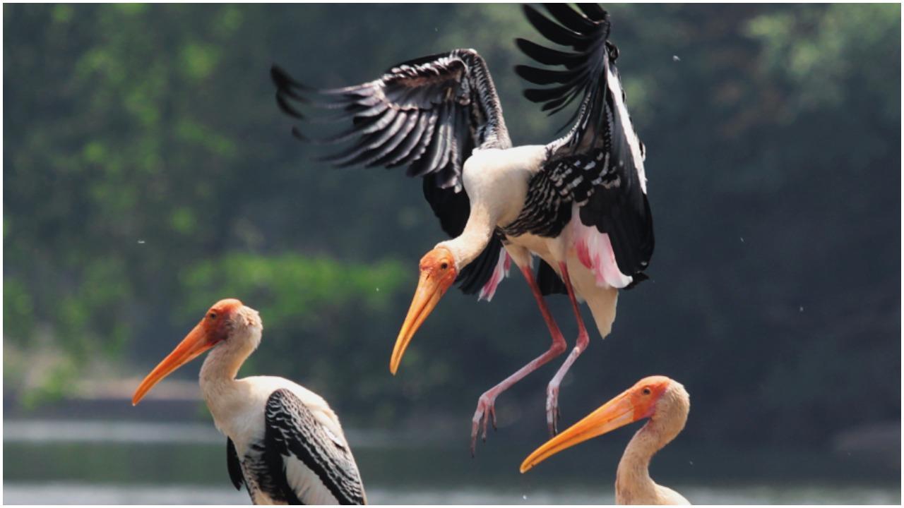 World Migratory Bird Day: Light pollution or lit skies threaten birds globally